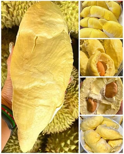 Le Durian