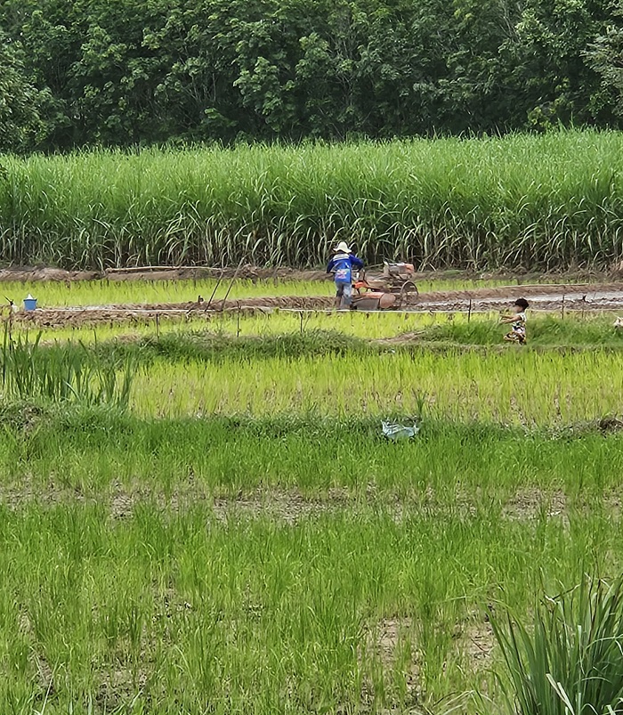 Le riz en Thaïlande