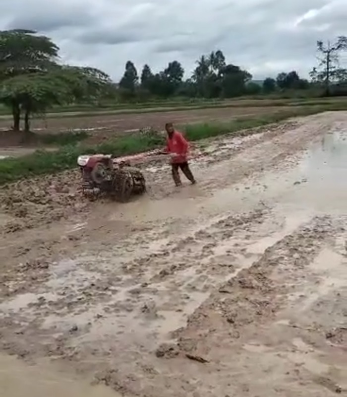 Le riz en Thaïlande