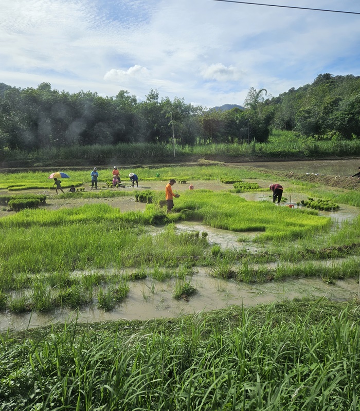 Le riz en Thaïlande