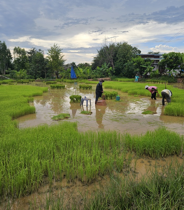 Le riz en Thaïlande