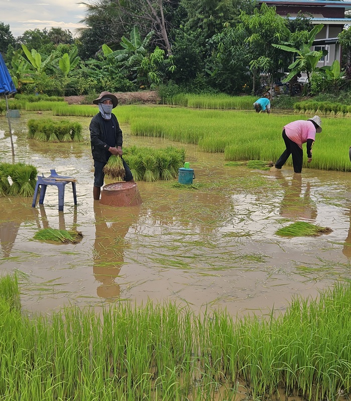 Le riz en Thaïlande