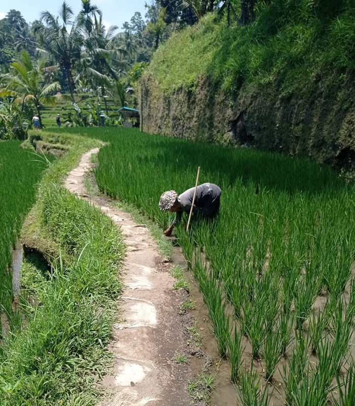 Le riz en Thaïlande