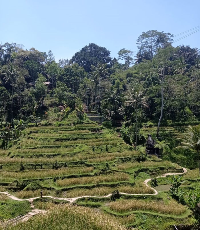 Le riz en Thaïlande