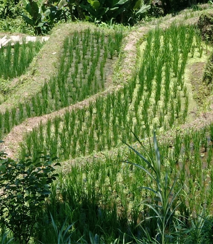 Le riz en Thaïlande