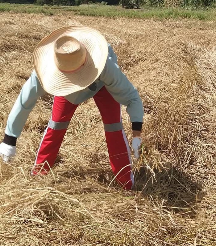 Le riz en Thaïlande
