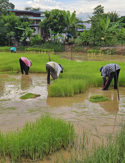 Le riz en Thaïlande