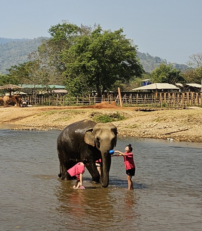 Les éléphants en Thaïlande