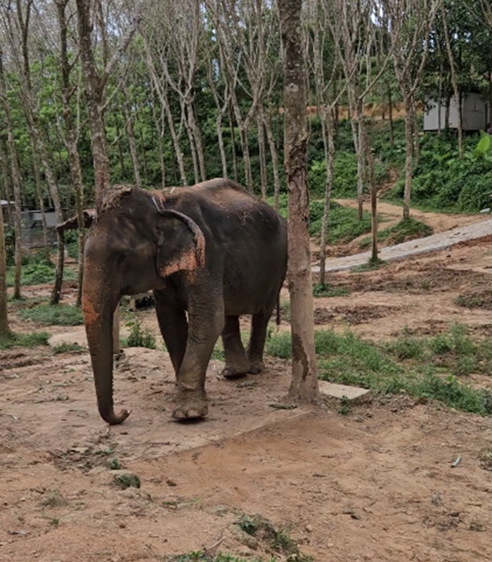 Les éléphants en Thaïlande