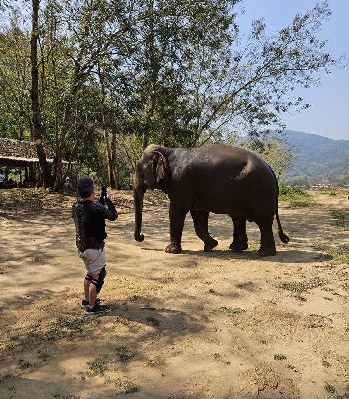 Les éléphants en Thaïlande