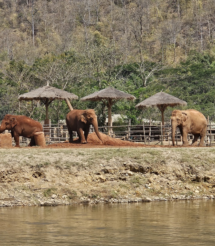 Les éléphants en Thaïlande