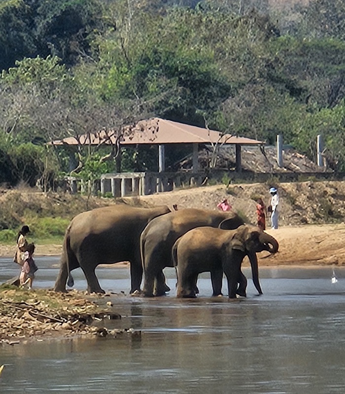 Les éléphants en Thaïlande
