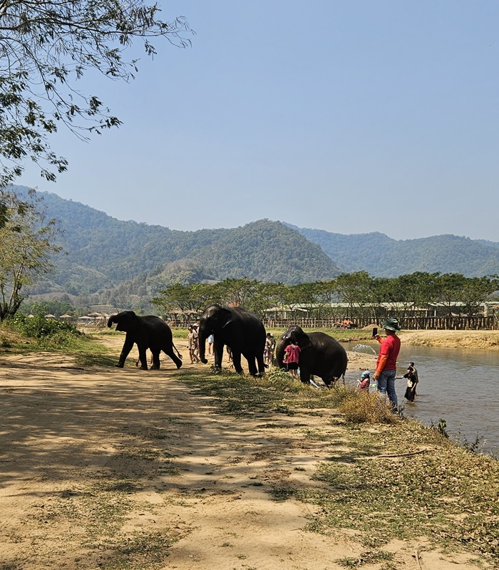 Les éléphants en Thaïlande