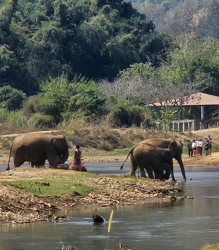 Les éléphants en Thaïlande