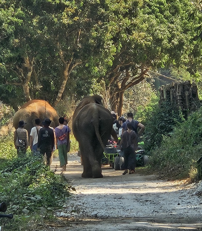 Les éléphants en Thaïlande