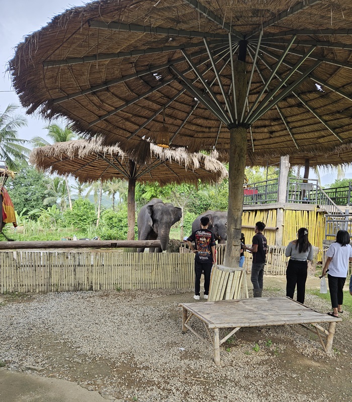 Les éléphants en Thaïlande