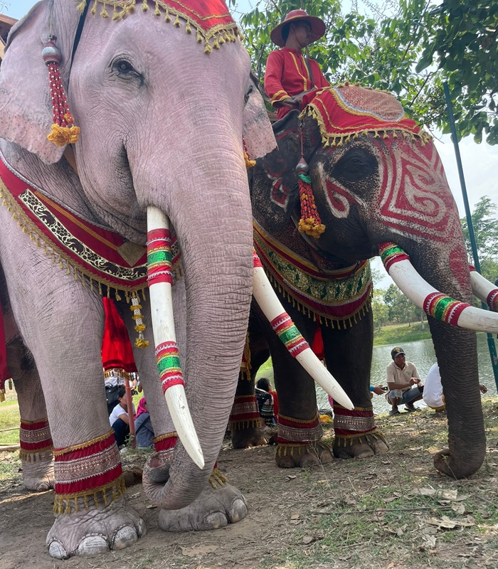 Les éléphants en Thaïlande
