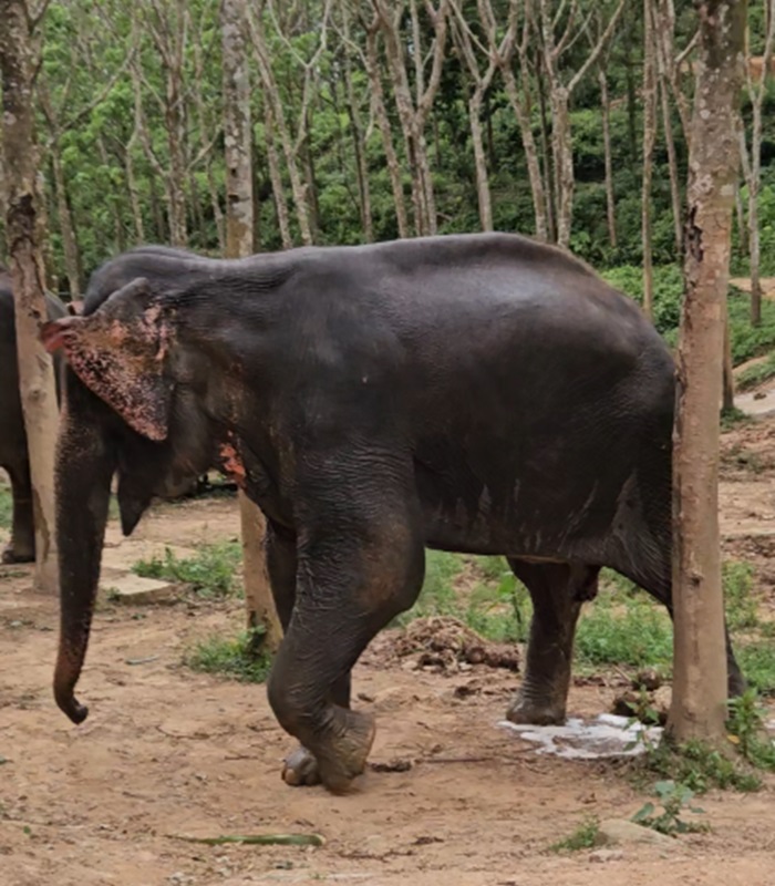 Les éléphants en Thaïlande